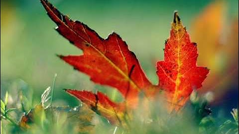 Haile Ghebru & Zerai Deres band- 