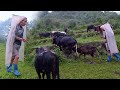 Family in the Jungle || Season - 2 || Video - 20 || Grazing cows in the jungle || Rural Nepal ||