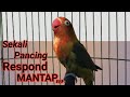 masteran suara lovebird memancing lakbet jenis apapun jadi gacor dan rajin ngekek