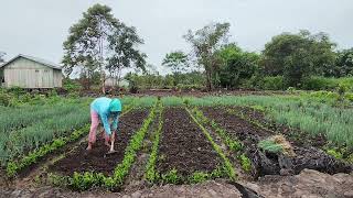 Download Lagu PERSIAPAN BEDENGAN UNTUK TANAM DAUN BAWANG MP3