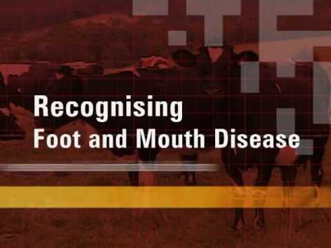 Recognising Foot and Mouth Disease