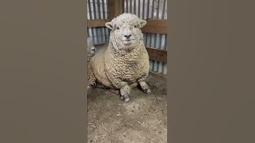 Winnie The Ewe
