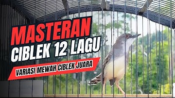 Pancingan CIBLEK KRISTAL Gacor Ngebren 12 Variasi Mewah Untuk MASTERAN BURUNG Juara Dunia