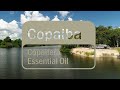 Learn About the Benefits of doTERRA Copaiba Essential Oil