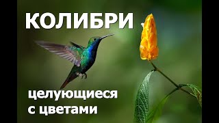 КОЛИБРИ - ПТИЦЫ, ЦЕЛУЮЩИЕСЯ С ЦВЕТАМИ КОЛИБРИ - ПТИЦЫ, ЦЕЛУЮЩИЕСЯ С ЦВЕТАМИ