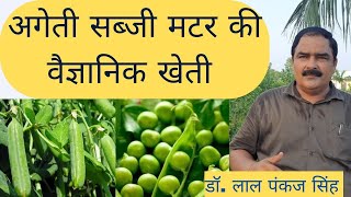 अगेतीसब्जीमटरकीवैज्ञानिकखेती सब्जीमटरकीखेतीसेकमसमयलाखोंकीकमाई अगेतीमटरकीखेती मटरकीप्रजातियां