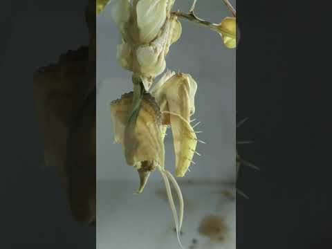 Idolomantis diabolica male molting to adult