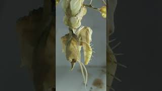 Idolomantis diabolica male molting to adult