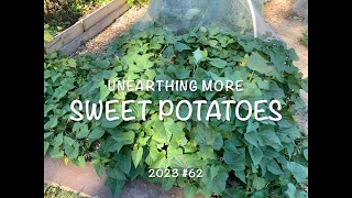 Unearthing Sweet potatoes 2023 #62