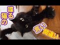 【喋る猫】寝ぼけて言葉を間違えたけど、言い直したうちの猫が救いようがない…可愛さで【メロる】