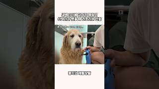 새벽 3시에 갑자기 깨워서 산책가자 했을 때 리트리버 반응 ㅋㅋㅋ