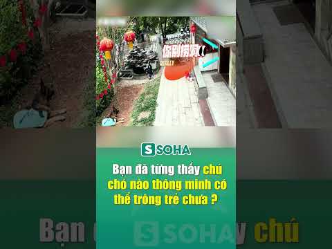 Video: Giới thiệu về con chó