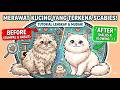 merawat kucing terkena scabies