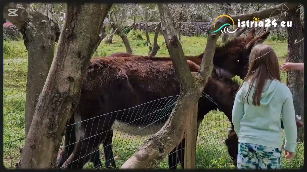 Istria24.eu - Vodnjanska Špaleta 2025 - Spaleta Dignanese, Stancija Buršić - Pršutarna 