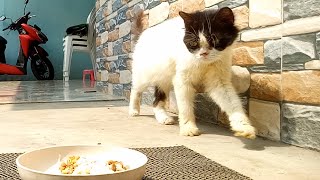 Little cat takes her happy food by Cats Feed Journey 253 views 11 days ago 3 minutes, 5 seconds