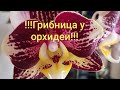 Белые яйца в грунте у орхидеи. Белые шарики в грунте у орхидеи. Грибница в грунте у орхидеи.