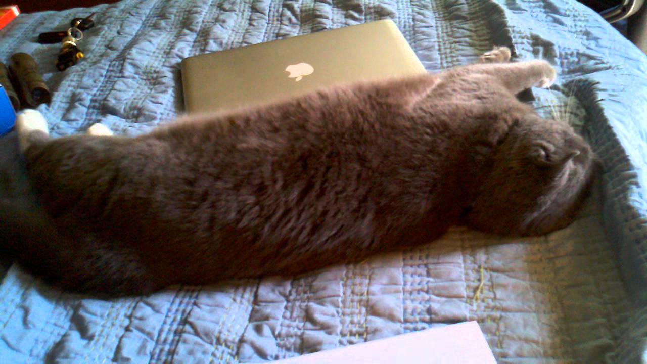 My cat rolling around on the bed