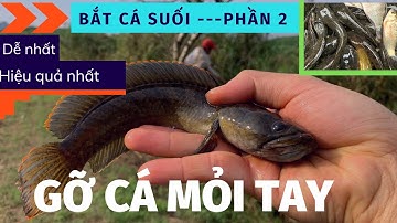 Bắt Cá Suối Đơn Giản Và Hiệu Quả Nhất| Gỡ Cá Mỏi Tay | Dã Thực