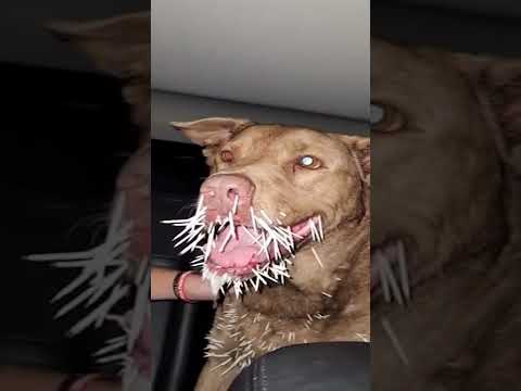 Beloved Family Dog Dies After Fight With Porcupine In Backyard Shorts