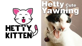 Hetty Kitten - Cute Yawning by Hetty & Percy 2,077 views 7 years ago 1 minute, 14 seconds