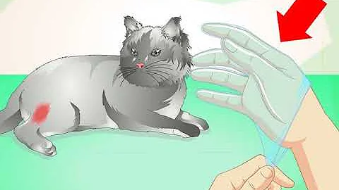 Como tratar ferimento em gato?