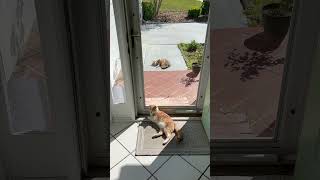 Best friend CATS | stray and house kitty chill at door