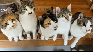 おねだり猫。