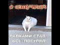 Приколы с котами - СМЕШНАЯ ОЗВУЧКА ЖИВОТНЫХ – ДЕНЬ ПУКОВ кота Мурзика - DOMI SHOW