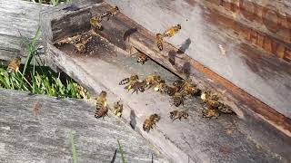 most important bee message I will ever tell u #temperature #season #beekeeping #calendar #adaptation by Sharp Ridge Homestead 84 views 1 month ago 2 minutes, 20 seconds