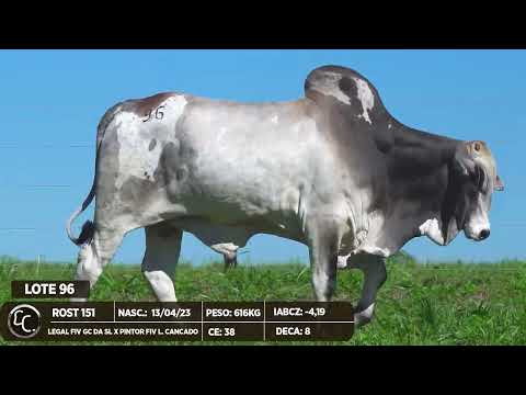 LOTE 96