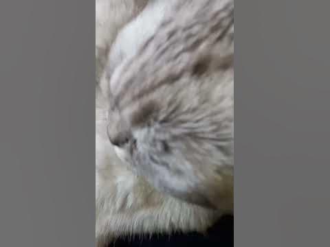 кися - YouTube