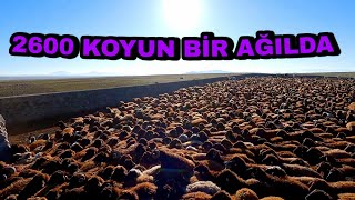 GECE İÇİN SICAK BİR YER BULDUK--KOYUNLAR AĞILA GİRDİ BİZDE KULÜBEYE GİRDİK(29.gün)