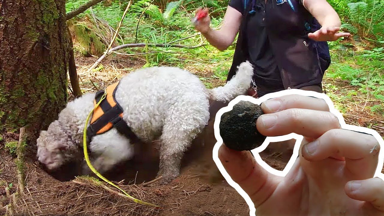 This Truffle-Hunting Dog Could Make You Rich! | Love Nature