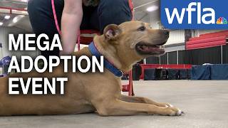 Hundreds find 'fur-ever' homes in Tampa Bay Mega Adoption weekend