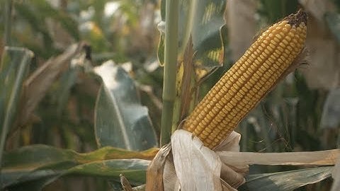 How to select the best silage corn inbreds | MC Minutes 11