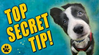 Puppy Biting Tips for New Puppy Owners by The Dog Vlog 2,576 views 3 years ago 7 minutes, 31 seconds