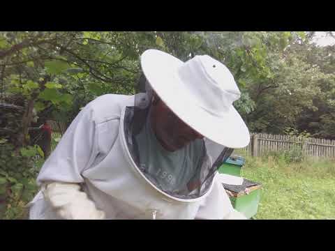 Video: Albinelor le place loosestrie?