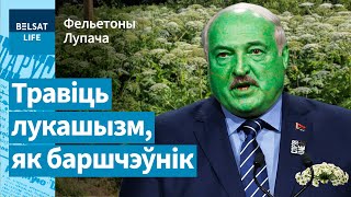 ⚠️ 😱 Почему Лукашенко похож на борщевик? / Фельетоны Лупача