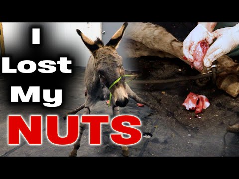 Zonkey/Donkey Gelding (Brain Surgery)