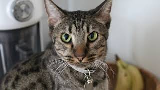 Swedish Cat Crew Feature Star: Kalle Katt the Ocicat! Watch him do karate!