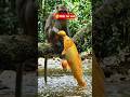 monkey ai video #shorts #shorts video #shorts