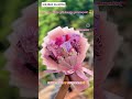 chocolate bouquet vlog #viral #shorts #trending #vlog #diy #short #trend