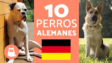 ¿Cuál es el perro nacional de Alemania?