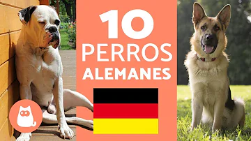 ¿Cuál es el perro favorito de los alemanes?