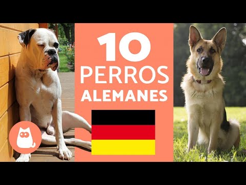 Video: Cinco mejores razas de perros grandes alemanes