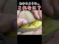 これなに?(果物かな) 250202 #世界の果物 #珍しい果物 #fruit