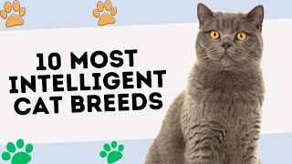 10 Most Intelligent Cat Breeds. #catbreeds #topcatbreeds #esbtop10