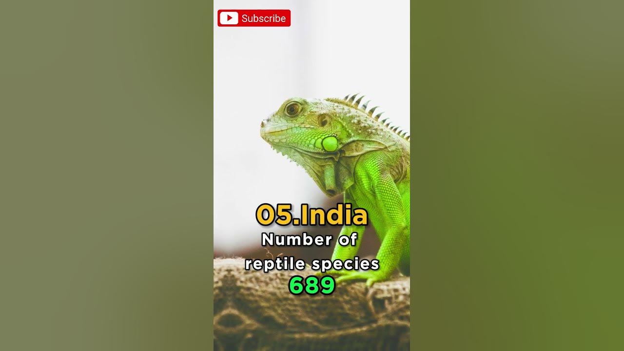 top-10-countries-with-the-most-reptile-species-as-of-2023