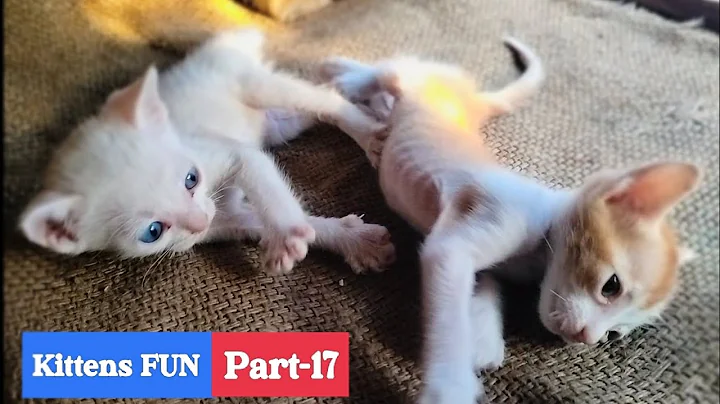 Video 11321921: pets cat funnycats funnycatvideos, kitten pets funnycats catlover, kitten pets kitty funnycats, kitten meowing, cats compilation, kitten funny