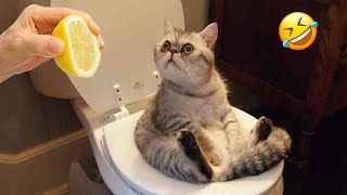 New Funny Cat and Dog Videos 😹🐶 Funniest Animals 🤣